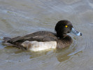 Tufted Duck (WWT Slimbridge October 2011) - pic by Nigel Key